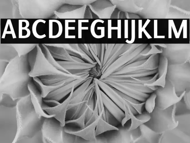 Puritan Bold Polices examples