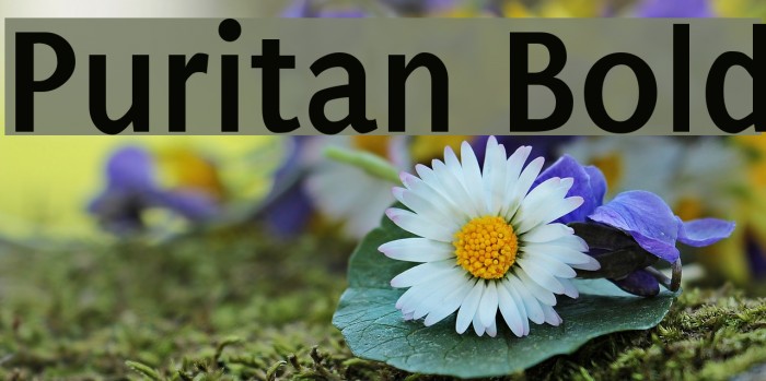 Puritan Bold Font examples