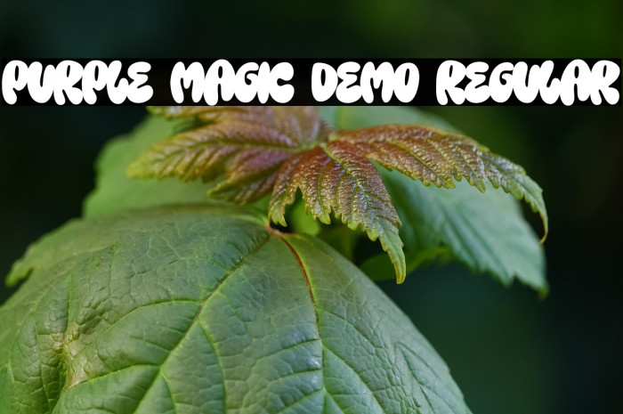 Purple Magic DEMO Regular Example 3