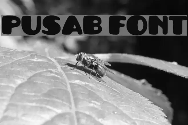 Pusab Font examples