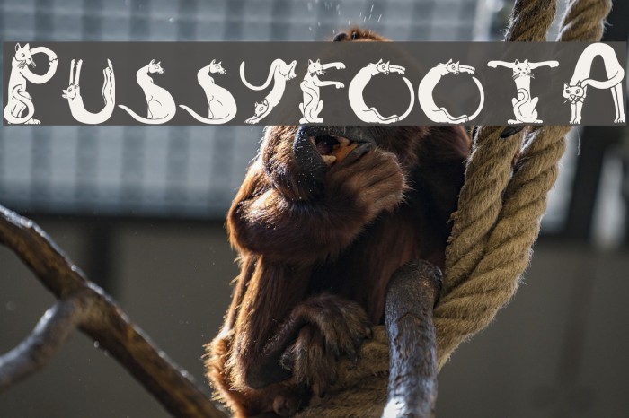 PussyfootA Font examples