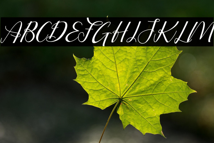 Putri Duyung Italic Example 1