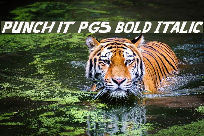 punch it PGS Bold Italic Font examples