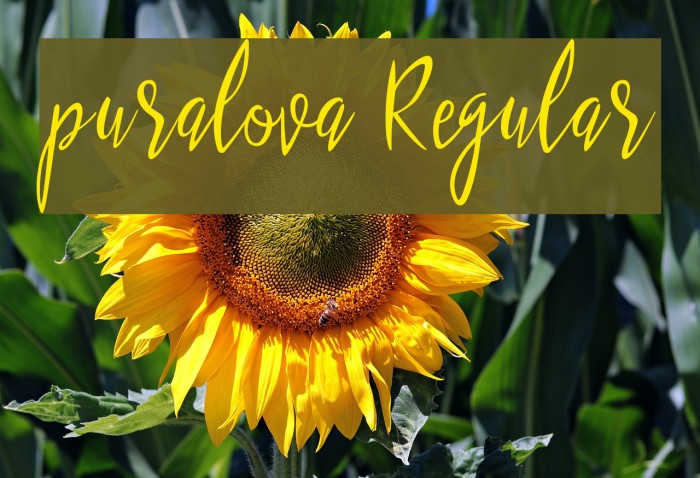 puralova Regular Font examples
