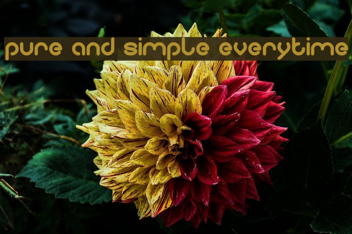 pure and simple everytime Font examples