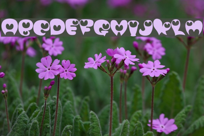 purimonyorori2 Font examples