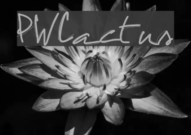 PWCactus Font examples