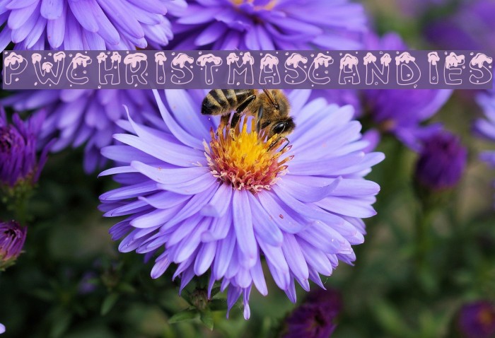 PWChristmascandies Example 3