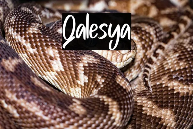 Qalesya Example 1