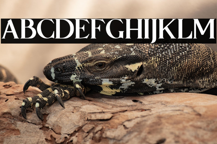 Qaligo-Regular Example 2