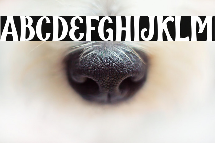 Qallégro Regular Demo Example 2