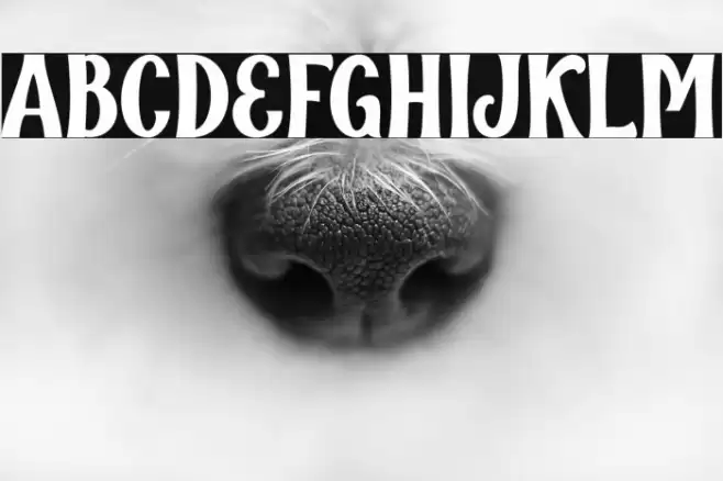 Qallégro Regular Demo Fuentes examples