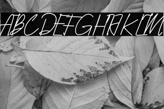 Qhueeny Signature Font examples