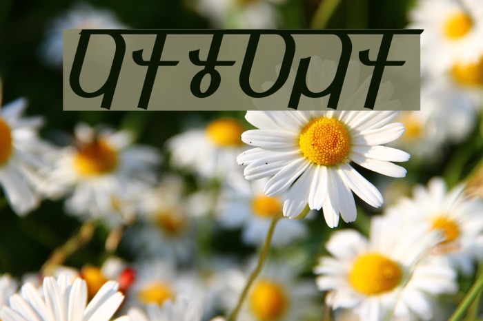 Qijomi Font examples
