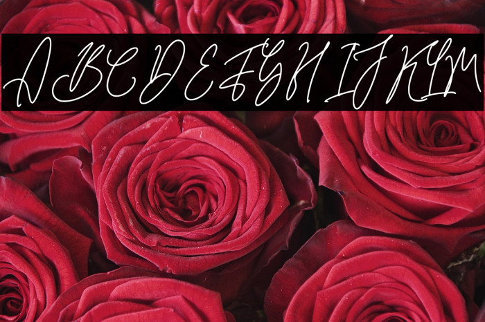 QinderiaSignature-Regular Example 2