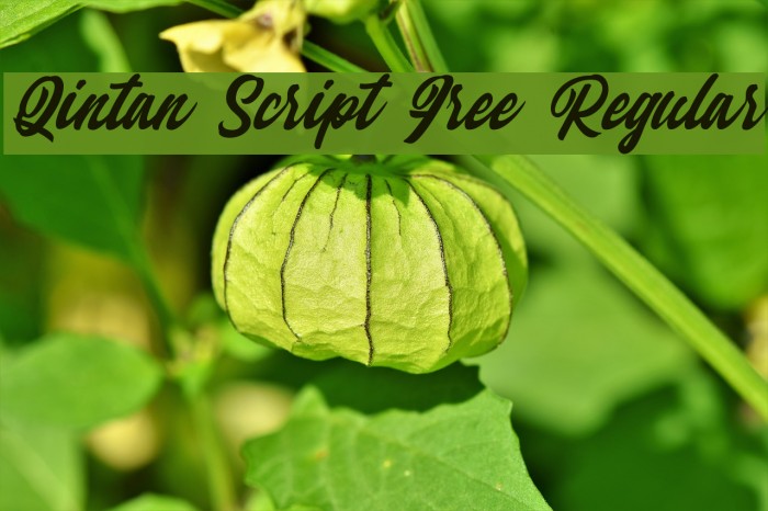 Qintan Script Free Regular Fuentes examples