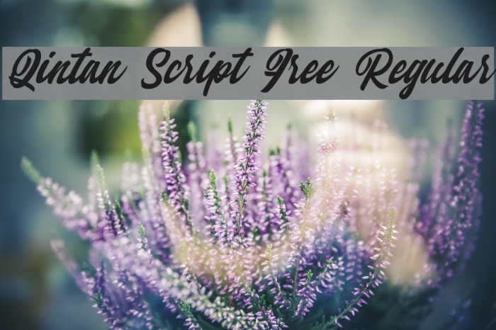 Qintan Script Free Regular Fuentes examples