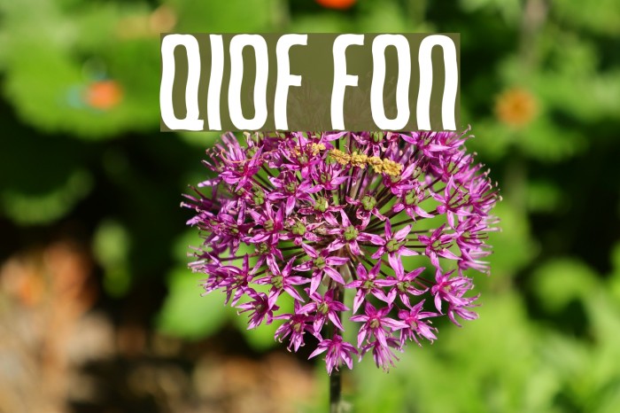Qirof フォント examples