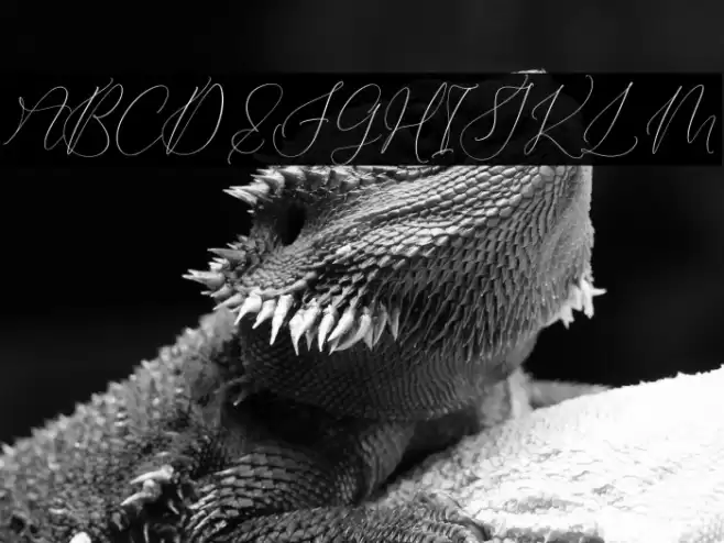 Qirtandy Fantasia Schriftart examples