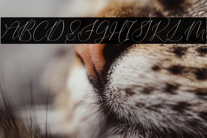 Qirtandy Fantasia Example 3