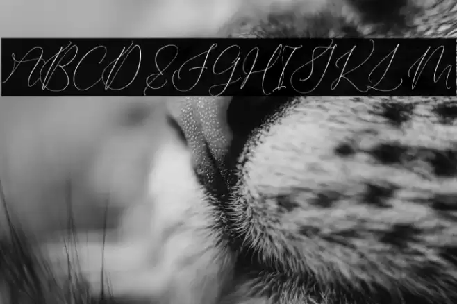 Qirtandy Fantasia Schriftart examples