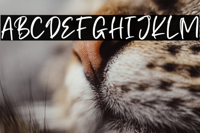 Qistilla Personal Use Example 2