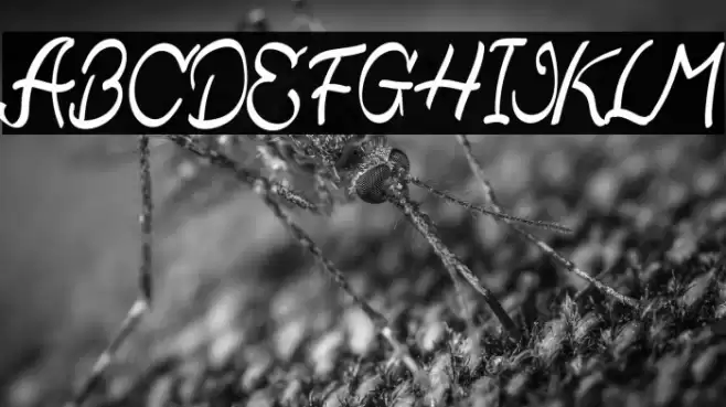 Qistis Blistist Font examples