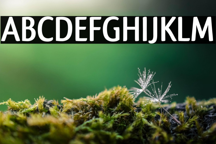 Qlassik Bold Example 2