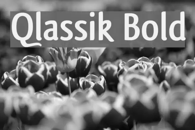 Qlassik Bold Font examples