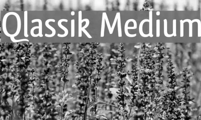 Qlassik Medium Polices examples