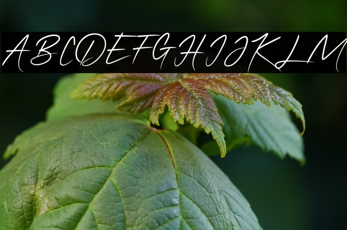 QonitaSignature Example 1