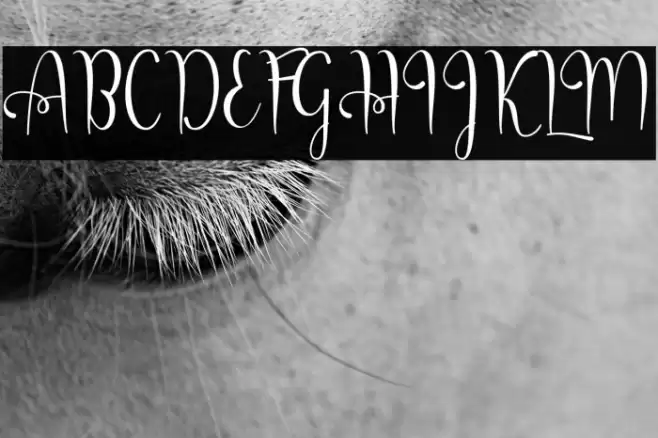 QorlynaScript خط examples