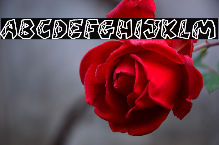 QUARANTINE festival (PERSONAL U Example 1