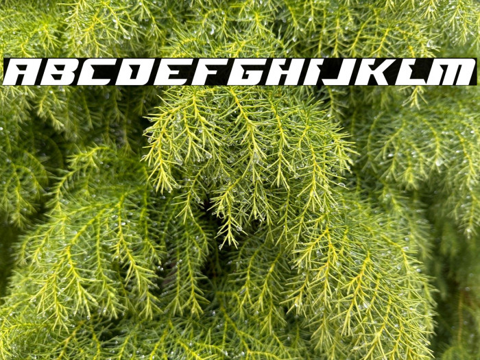 QUARTERBACK Example 2