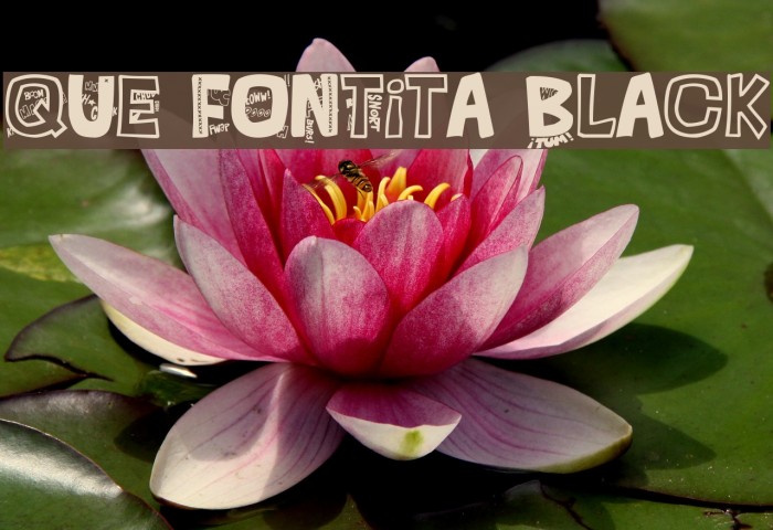 QUE FONTita Black Font examples