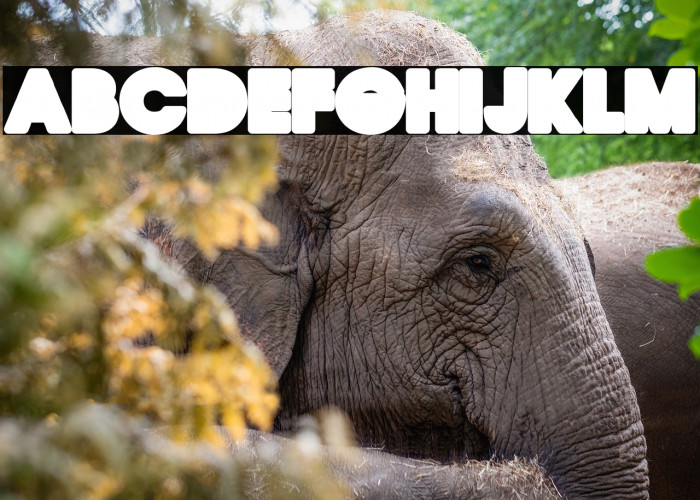 QUIRKY BACK Regular Example 3