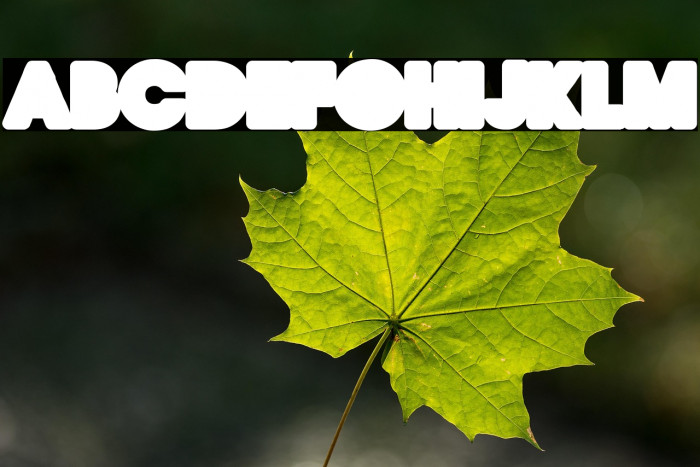 QUIRKY LOVE BACK ONE PERSONAL USE Regular Example 1