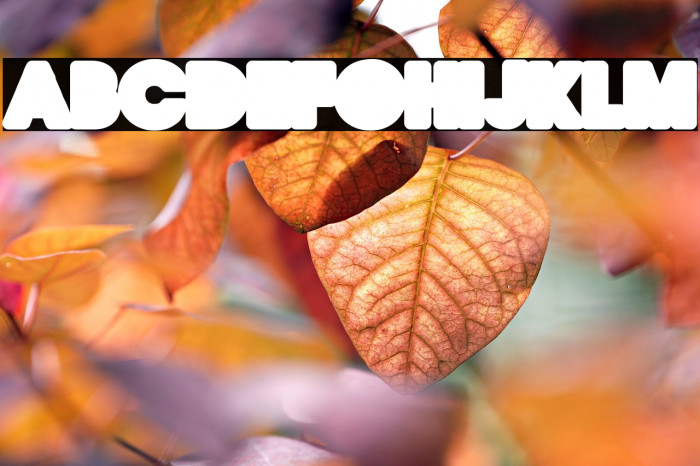 QUIRKY LOVE BACK ONE PERSONAL USE Regular Example 3