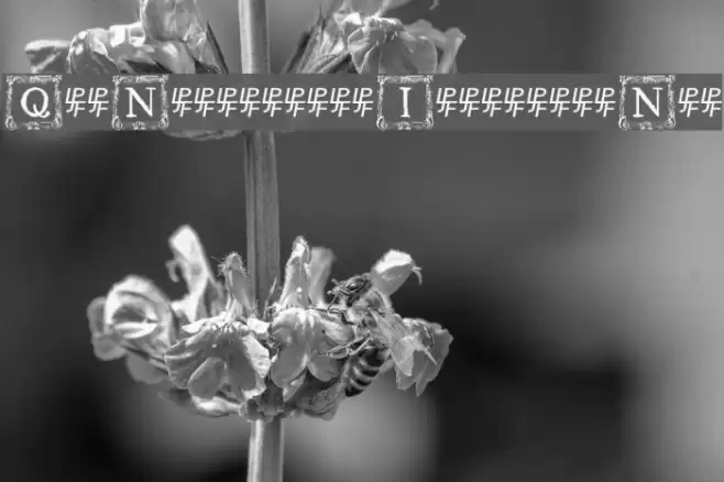 QuaNauticale_Initials_No3 フォント examples