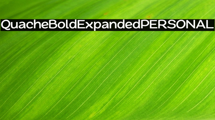 QuacheBoldExpandedPERSONAL Example 1