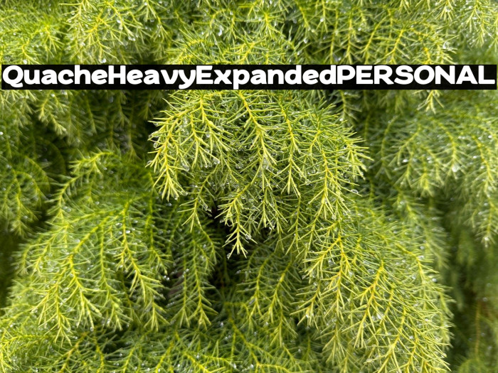 QuacheHeavyExpandedPERSONAL Example 1
