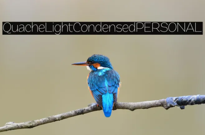 QuacheLightCondensedPERSONAL Example 2