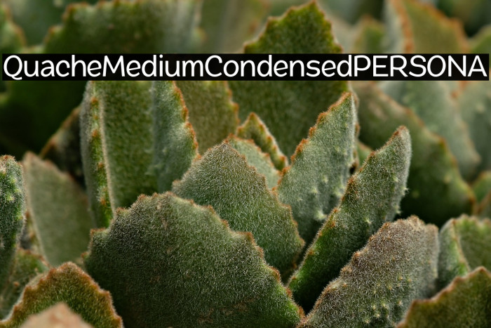 QuacheMediumCondensedPERSONA Example 1