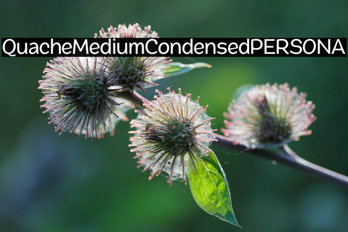 QuacheMediumCondensedPERSONA Example 3