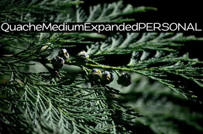 QuacheMediumExpandedPERSONAL Example 1