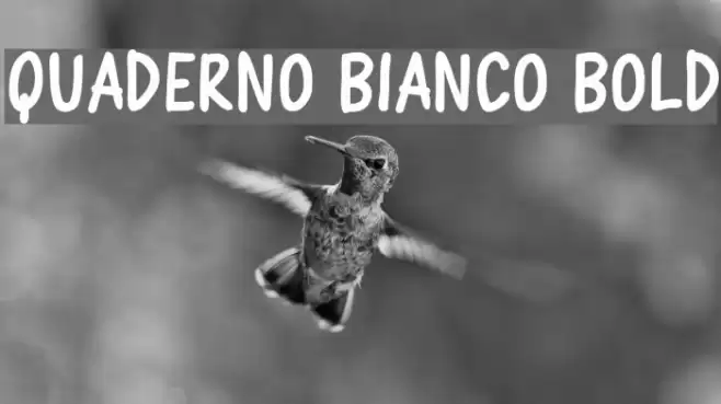 Quaderno Bianco Bold Font examples