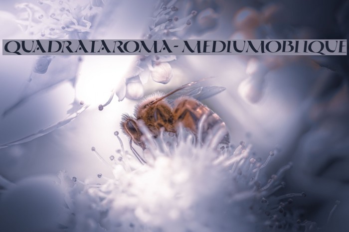 QuadrataRoma-MediumOblique Font examples