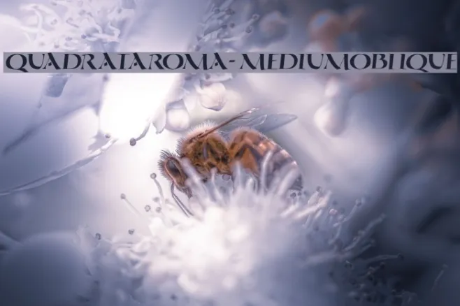QuadrataRoma-MediumOblique Example 2