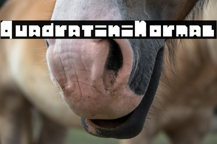 Quadratini Normal Example 3