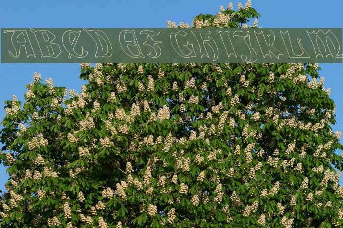 QuaelGothicHollowLeftyCondensed フォント examples